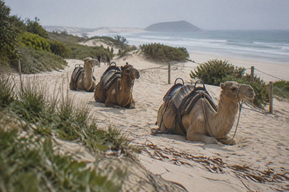 Camels resting on the sand near the dunes at Birubi Point
