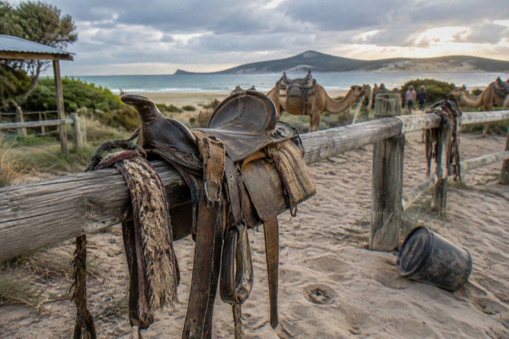 A camel saddle and tack resting on a fence by the beach car park