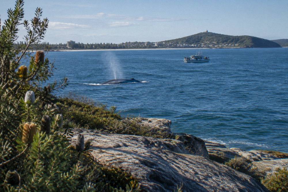 Humpback whale surfacing in calm blue water near a headland