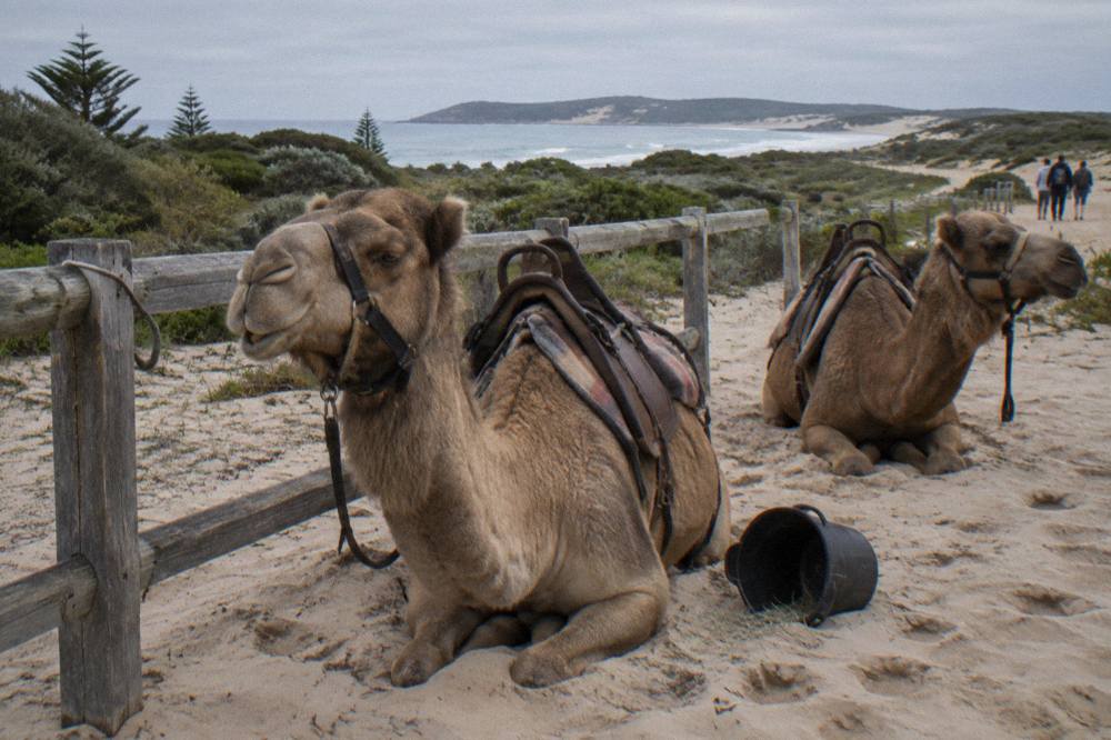 Camels resting on sand near a wooden fence at a coastal dune departure point