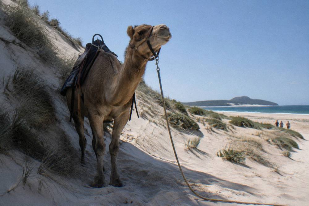 A camel standing on pale sand with a clear sky above coastal dunes
