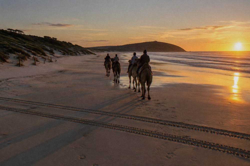 Camels walking in a line across wide open sand dunes near the coast