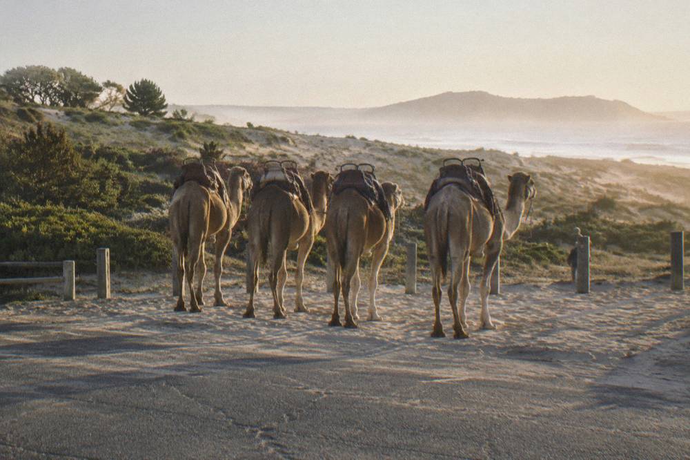 Camels standing in a line on the sand near a beach car park with dunes in the background