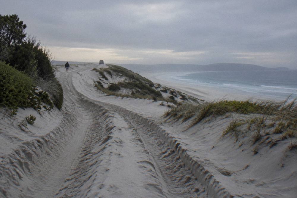 Deep sand dunes rising above a stretch of beach with vehicle tracks along the sand