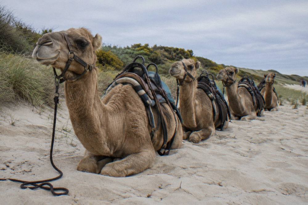 A line of camels resting on open sand dunes with low coastal vegetation in the distance