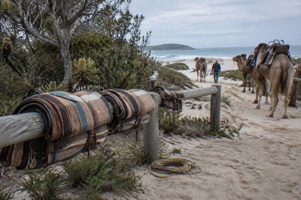 Camel saddle blankets and timber rails on a sandy staging area near coastal scrub
