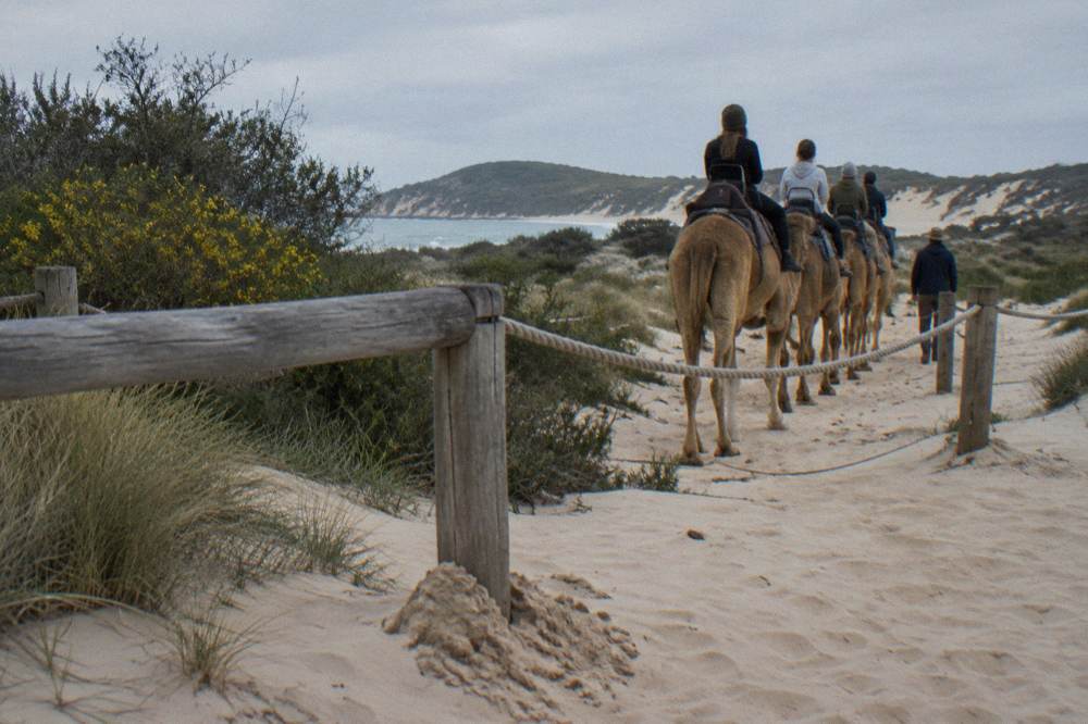 Timber mounting rails and rope lines set up on sand beside dune vegetation