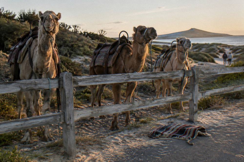 Camels standing in a line on pale sand near a wooden fence at a beach car park
