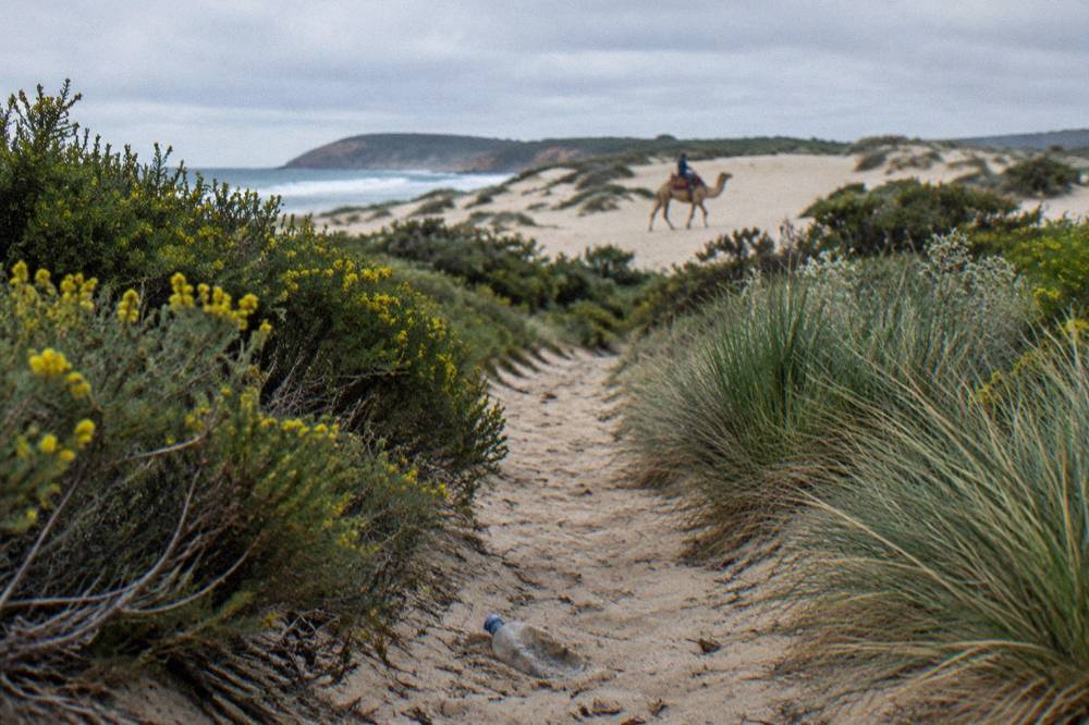 A sandy track leading through low coastal vegetation toward open dunes