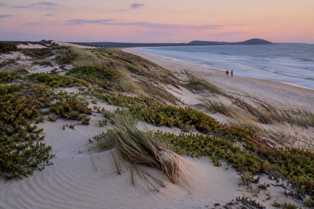 Rolling sand dunes of Stockton Bight with low vegetation on the frontal dune